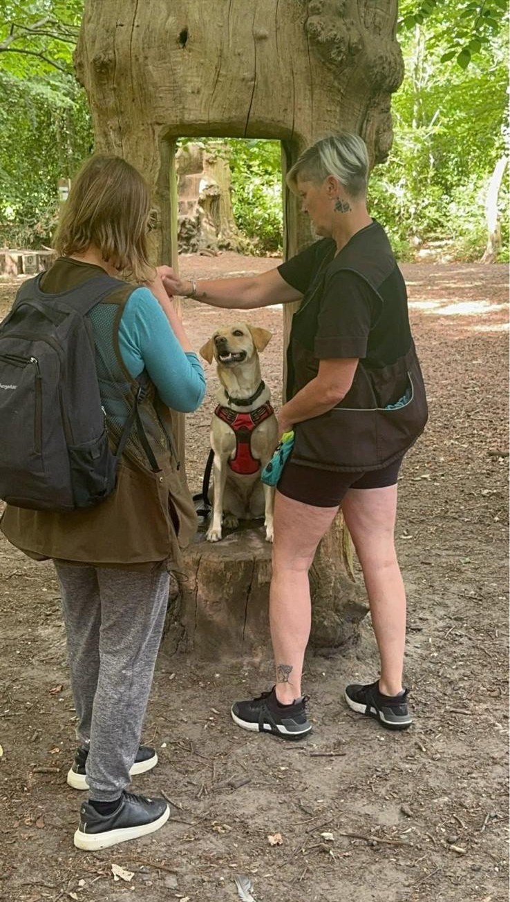 Handlers training a dog beside a tree