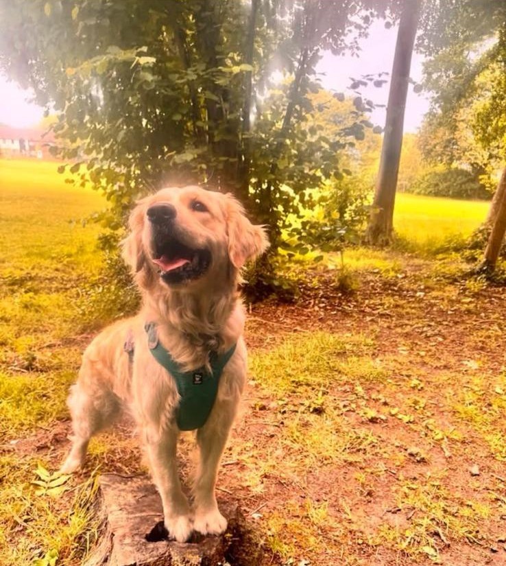 A golden retriever in dappled woodland light