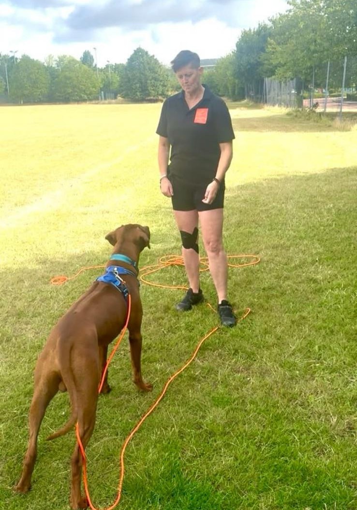 A handler working a vizsla on a long line in a field